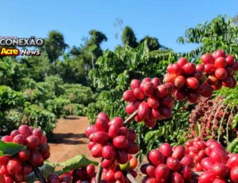 Café começa a semana com elevação no preço