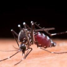 Ressurgimento do sorotipo 3 pode agravar surtos da doença no país