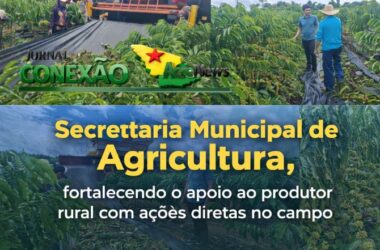 Prefeitura de Brasiléia auxilia produtores na colheita de mais de 3 mil pés de café e reforça compromisso à cafeicultura no município